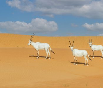 Qatar-toerisme-Arabische-Oryx-in-de woestijn-De-Oryx-is-het-nationale dier-van-Qatar